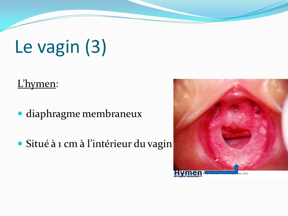 ANATOMIE PHYSIOLOGIE APPAREIL GENITAL ppt video online télécharger